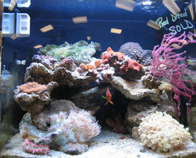 Saltwater Aquarium Fish Chart