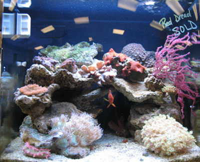 Coral Aquarium Supplys