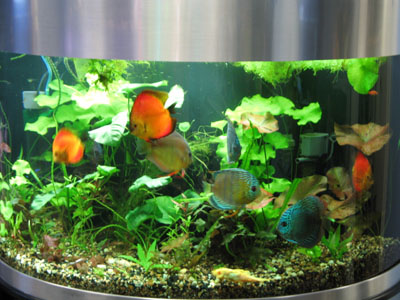 Great Aquariums at Great Prices !