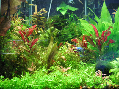 Aquarium Decor for all Budgets