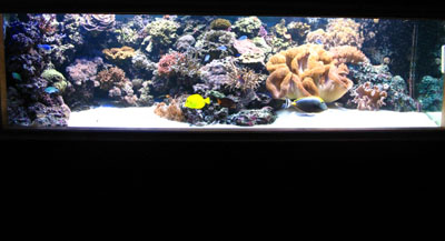 Reefs, Corals and MaArine Saltwater Aquarium Fish