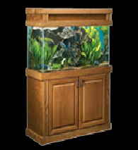 oak fish aquarium